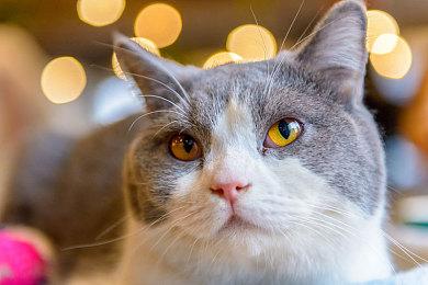 治愈系种田模拟游戏《Everbloom》上架Steam